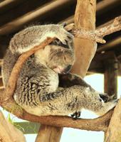Koalapause - 22 Stunden am Tag