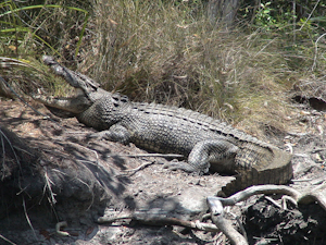 Salzwasserkrokodil (Estuarine Crocodile), Coopers Creek, Daintree N.P.